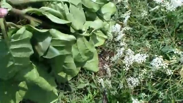 Рубка махорки. Начало уборки махорки. смотреть онлайн