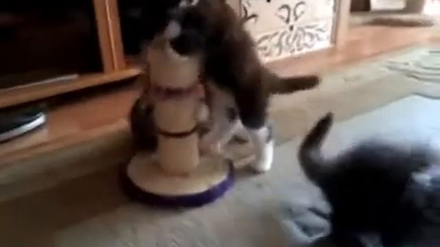 Котята мейн кун 1,5 месяца смотреть онлайн