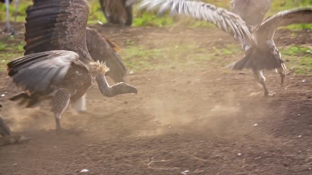Masai Mara - The Big Hunt | Go Wild смотреть онлайн