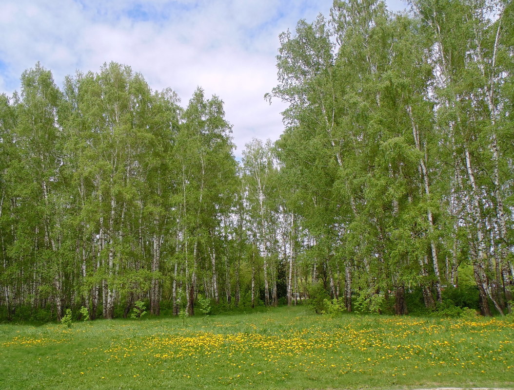 звуки природы