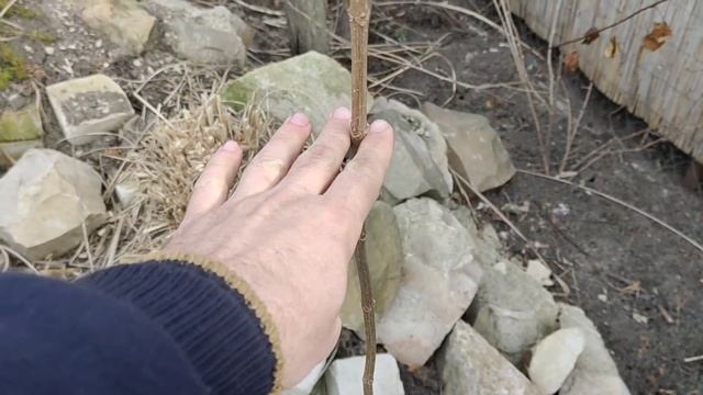 Как перезимовали наши растения. Обзор - прогулка по САДУ + полезные советы. смотреть онлайн