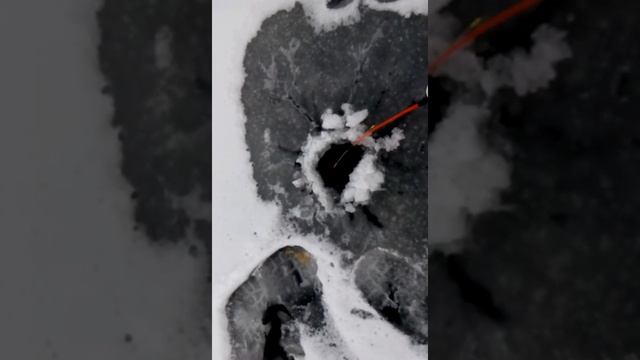 Свердловская область, Каменский район, д.Богатенково болото Моховое. Ловля Ротана (часть 2) смотреть онлайн