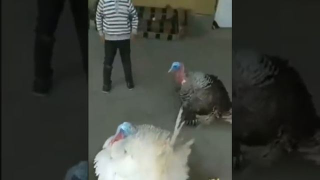 Индюк танцует лезгинку... смотреть онлайн