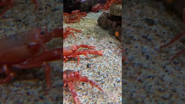 Monterey Bay Aquarium - Vertical video смотреть онлайн
