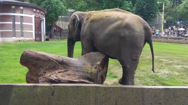 Belgrade Zoo, Serbia - Elephant смотреть онлайн
