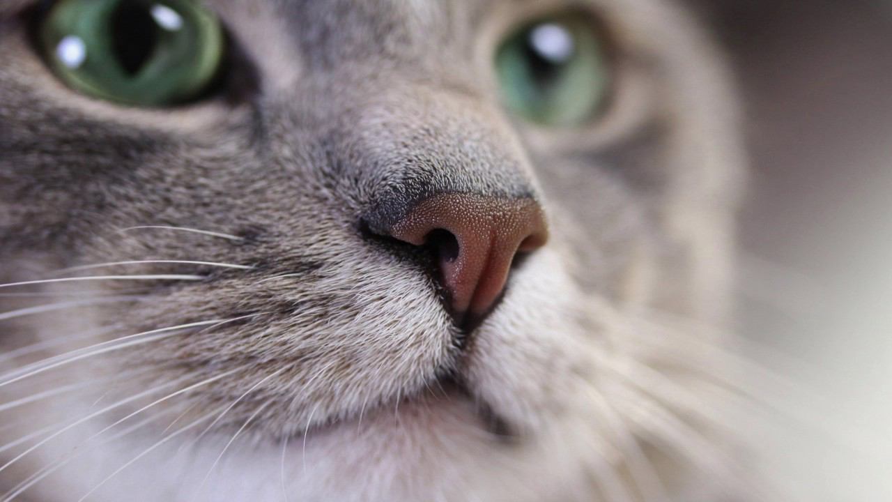 ЛЕЧЕБНОЕ КОШАЧЬЕ МУРЛЫКАНЬЕ ДЛЯ СНА И ДУШЕВНОГО СПОКОЙСТВИЯ Лечебные Звуки смотреть онлайн