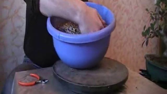 Бонсай из Фикуса - Пересадка, часть 2 смотреть онлайн