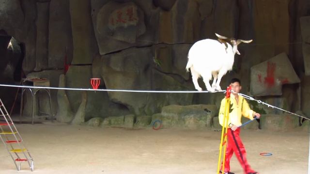 A goat and a monkey recorded during the show at the Nanwan Monkey Islet Ecotourism Park (南湾猴岛) смотреть онлайн