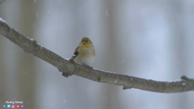 Красивая Мелодия До Слез! Расслабляющая музыка уменьшает стресс, тревогу и депрессию, лечит разум смотреть онлайн
