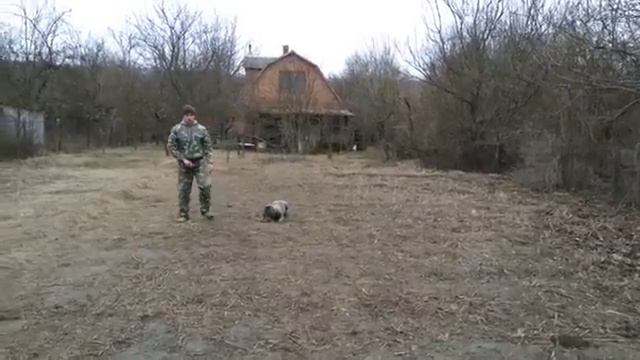 Дрессировка Кане-корсо смотреть онлайн