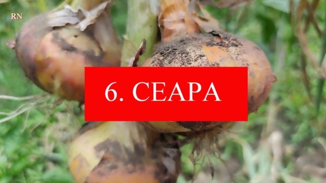 15 antibiotice naturale, antifungice și antivirale смотреть онлайн