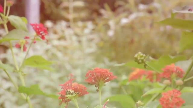 Рюкзаки и сумки для мамы JuJuBe Social Butterfly