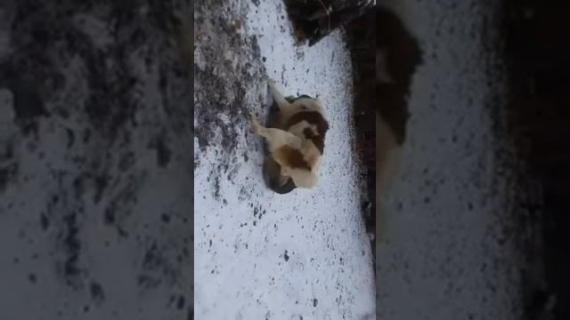 Туркмениски Алабай смотреть онлайн