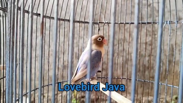 Love birds' Romantic Chirps, The Hidden Language of Love