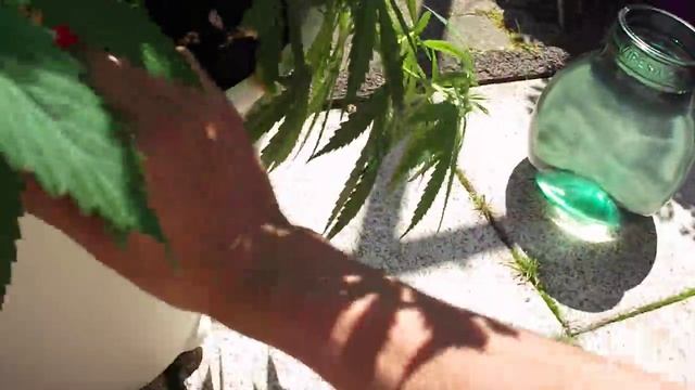 #8 ☆ 2 X Grapefruit Outdoor 100%BIO Garden Grow 2012 ☆