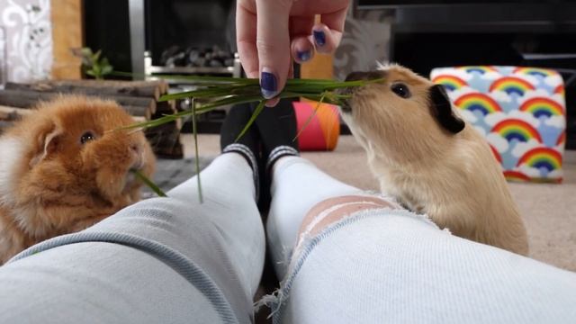 Best Taming Trick for Guinea Pigs! смотреть онлайн