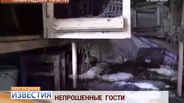 Непрошеные гости в Ленинградской области смотреть онлайн