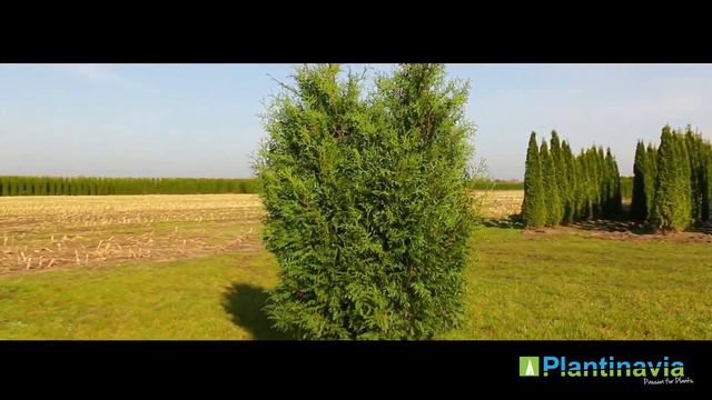 Thuja Brabant 200cm | Extra Tät Tujahäck смотреть онлайн
