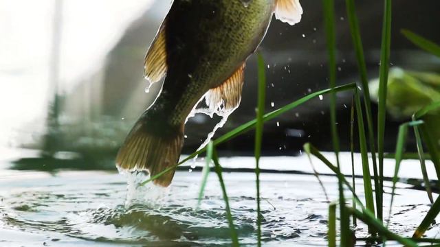 Berkley X5 Vs. Berkley X9: Which Is The Best Braided Fishing Line?