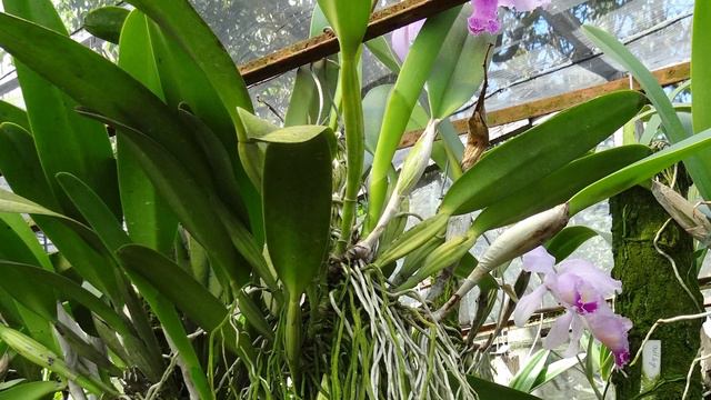 Todo sobre las Cattleyas - Hablando con Expertos |Finca Dracula, Chiriquí, Panamá смотреть онлайн