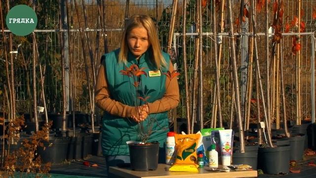 Гортензия: подготовка к зиме, обрезка, укрытие смотреть онлайн