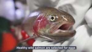 Как вырастить миллионы атлантического лосося на морской ферме - Переработка лосося на рыбном заводе
