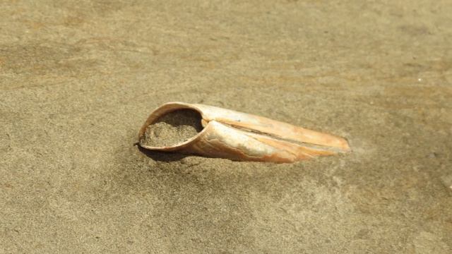 Fossilized shark tooth and shells in the coastal cliffs of Central California. смотреть онлайн
