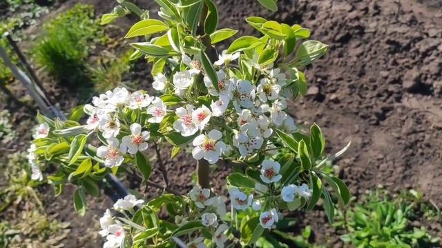 ? Вредитель сада. Аленка/Оленка Волохата смотреть онлайн