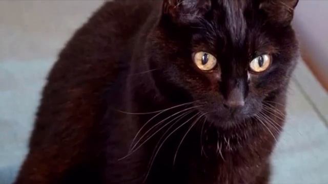 Мужчина купил кота с пигментацией за 1500 долларов, но через два месяца окрас кардинально изменился смотреть онлайн