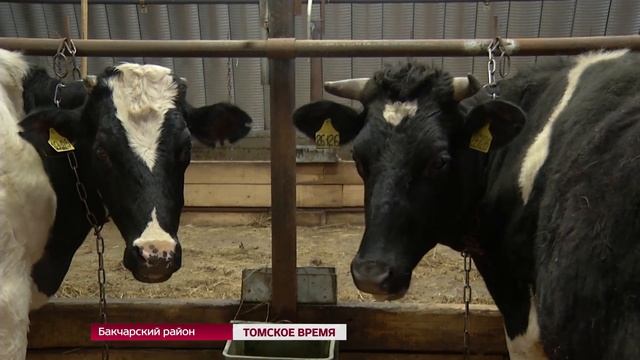 Продуктивность коров в Томской области — самая высокая в Сибири. смотреть онлайн