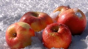 Зимние сорта яблок, хранящиеся до весны