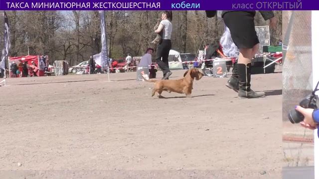 ТАКСА МИНИАТЮРНАЯ ЖЕСТКОШЕРСТНАЯ. Всероссийский Чемпионат 14 мая 2017. Санкт-Петербург. смотреть онлайн