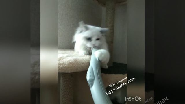 Tati Company-Территория Рэгдолл (Ragdoll). Веселый котенок и пылесос. смотреть онлайн