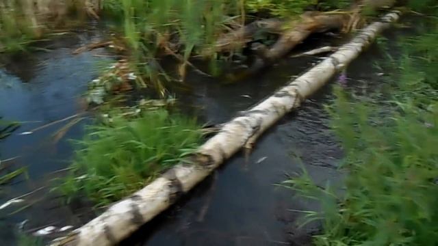 ДЕСНОГОРСК ВОДОХРАНИЛИЩЕ. Рыба вся в СОЛИТЕРАХ,ПАРАЗИТАХ смотреть онлайн