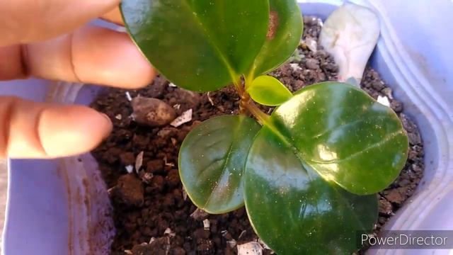 PLANTAS do QUINTAL: Cuidando - replantando suculentas - reciclando fruteira. DICAS! смотреть онлайн