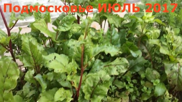 ВЫРАЩИВАНИЕ СВЕКЛЫ! ЧЕМ ПРОЩЕ - ТЕМ ЛУЧШЕ!