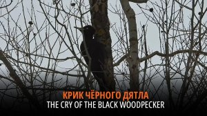 Крик Чёрного дятла / The cry of the Black Woodpecker