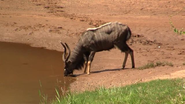 Watering Hole: Nyala. Водопой, ньяла (1641sp) смотреть онлайн