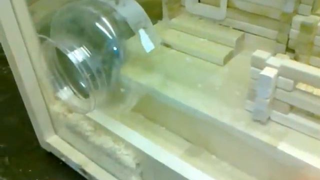 Джунгарские хомяки Куба и Буба Чудный двор смотреть онлайн