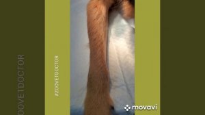 Как поставить внутривенно  катетер, пример у собак и кошек #zoovetdoctor