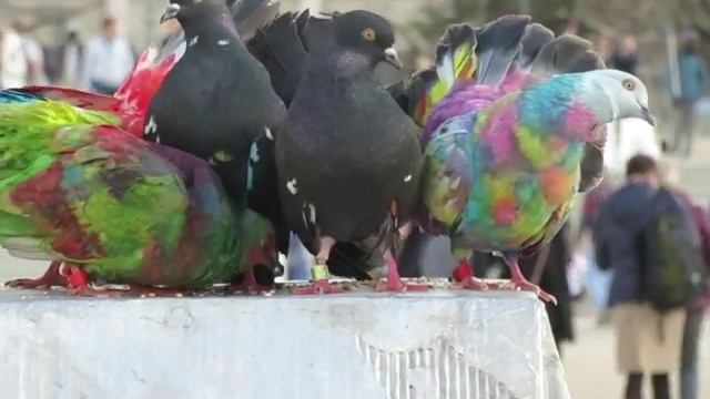 Pigeons Peints