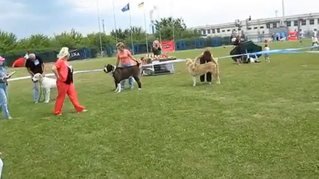 Среднеазиатская овчарка - Central Asian Shepherd Dog смотреть онлайн