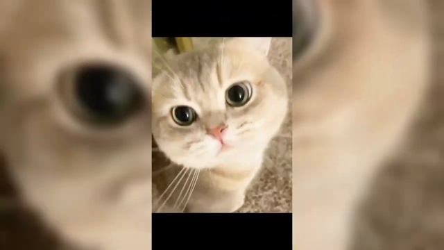 Funny Animal Video 😂 Funniest Cats And Dogs 🐕🐈Funny And Cute Moment Of The Animals #1