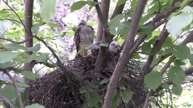 Перепелятник 160508 1 date pa160622 13 смотреть онлайн