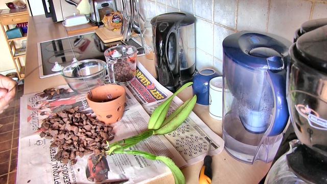 Potting Cattleya Orchids ! - Decision Made, Job Done смотреть онлайн