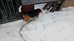 О породе собаки БИГЛЬ. Гуляю с Биглем / все секреты породы, содержание