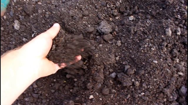 ПЕРЕСАДКА 3 Х ЛЕТНЕГО ИНЖИРА В ОТКРЫТЫЙ ГРУНТ смотреть онлайн