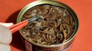 Как брать в руки эублефаров /содержание и уход