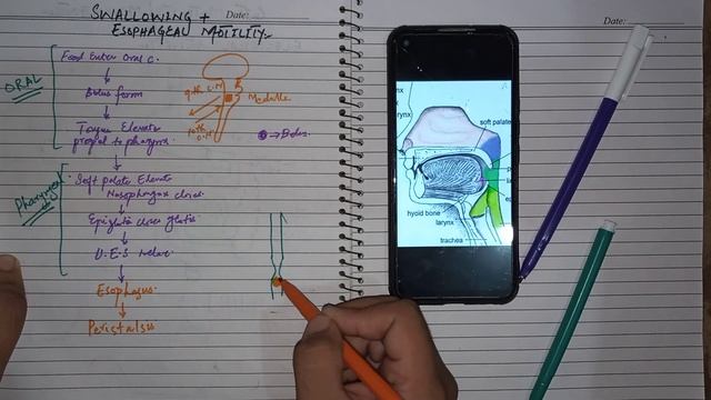 GIT physiology part 6 | GIT movements | Swallowing mechanism | Deglutition | Esophageal movement смотреть онлайн