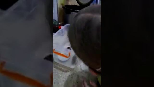 Уход за яйцами улитки Ахатины смотреть онлайн